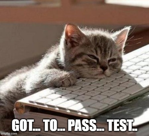 Cat doing TDD